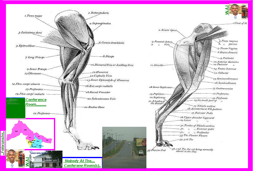 Products-SlidesMUSCLERETROSPECTS